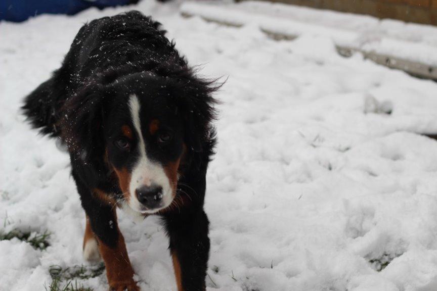 Berner sennenhund AnnaBella billede 33