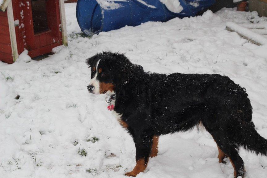 Berner sennenhund AnnaBella billede 35