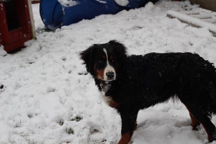 Berner sennenhund AnnaBella billede 34