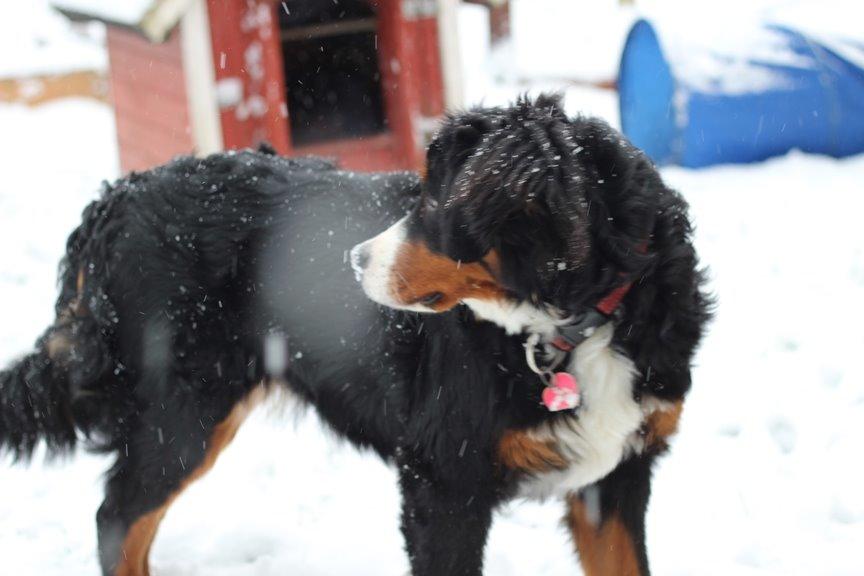 Berner sennenhund AnnaBella billede 36