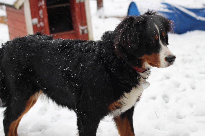 Berner sennenhund AnnaBella billede 37