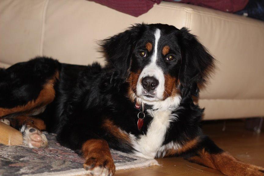 Berner sennenhund AnnaBella billede 38