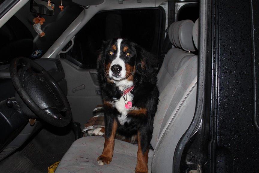 Berner sennenhund AnnaBella billede 39