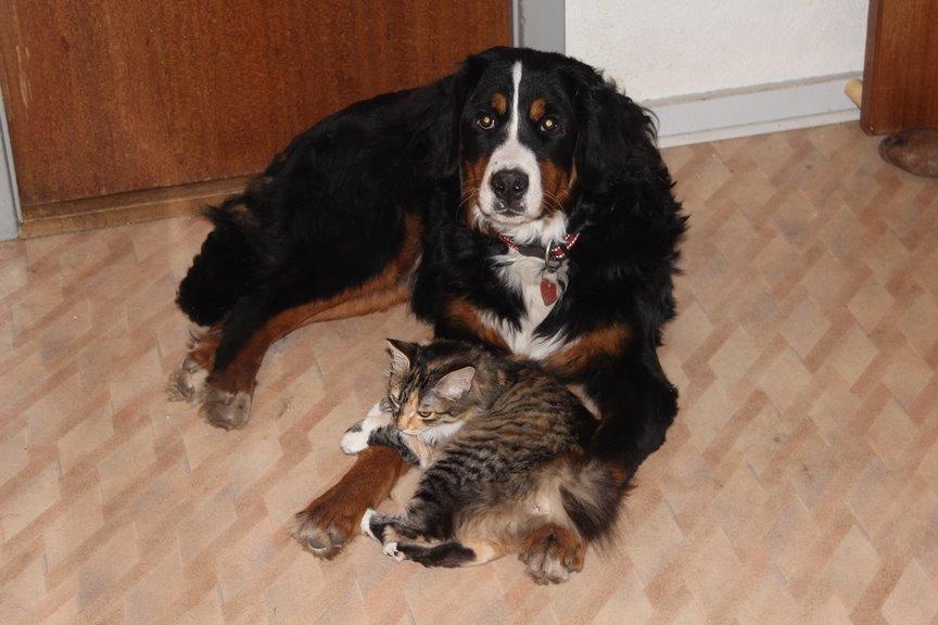 Berner sennenhund AnnaBella billede 40