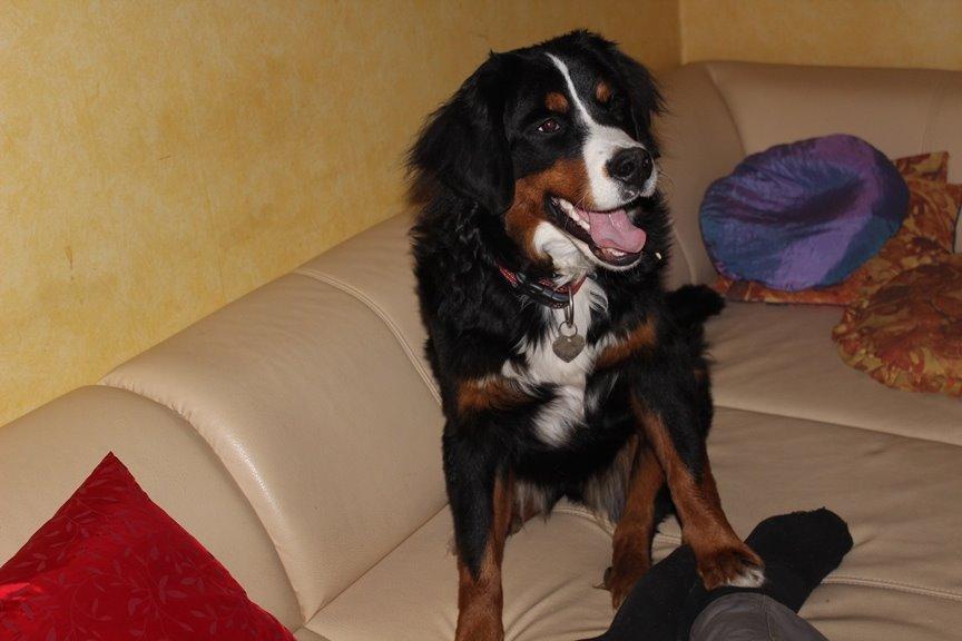 Berner sennenhund AnnaBella billede 41
