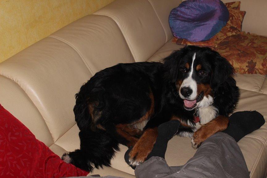 Berner sennenhund AnnaBella billede 43