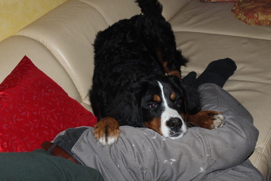 Berner sennenhund AnnaBella billede 42