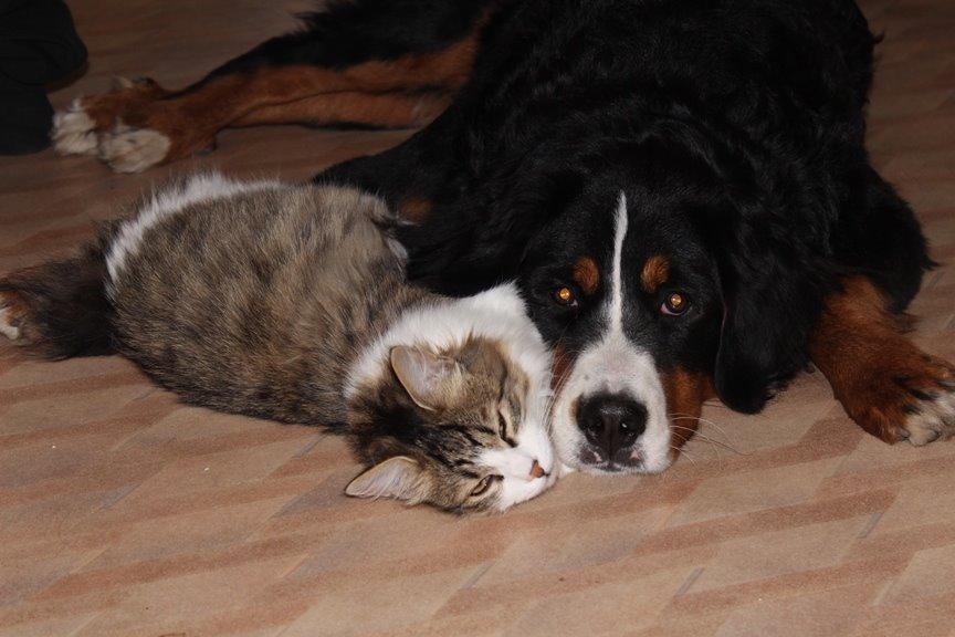 Berner sennenhund AnnaBella billede 44