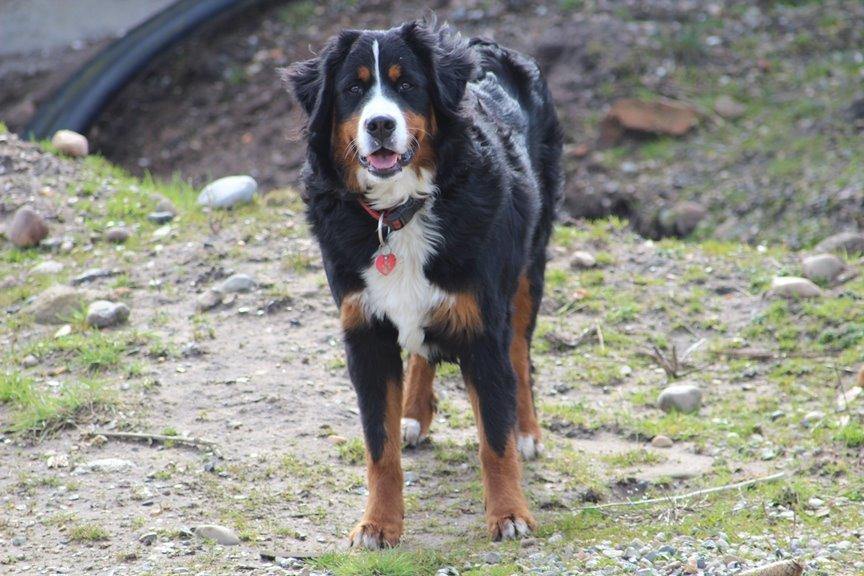 Berner sennenhund AnnaBella billede 3