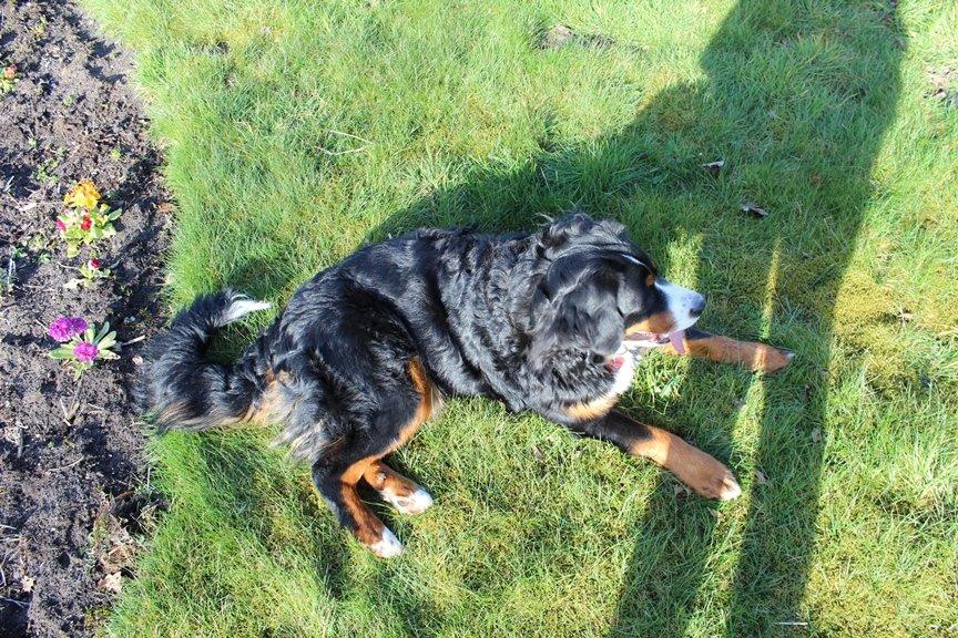 Berner sennenhund AnnaBella billede 6