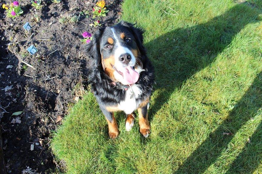 Berner sennenhund AnnaBella billede 5