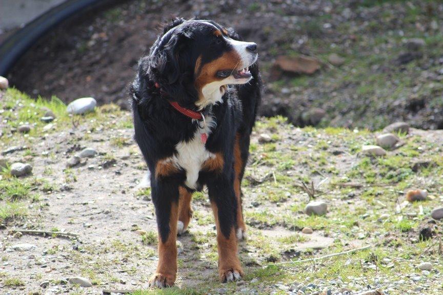 Berner sennenhund AnnaBella billede 4