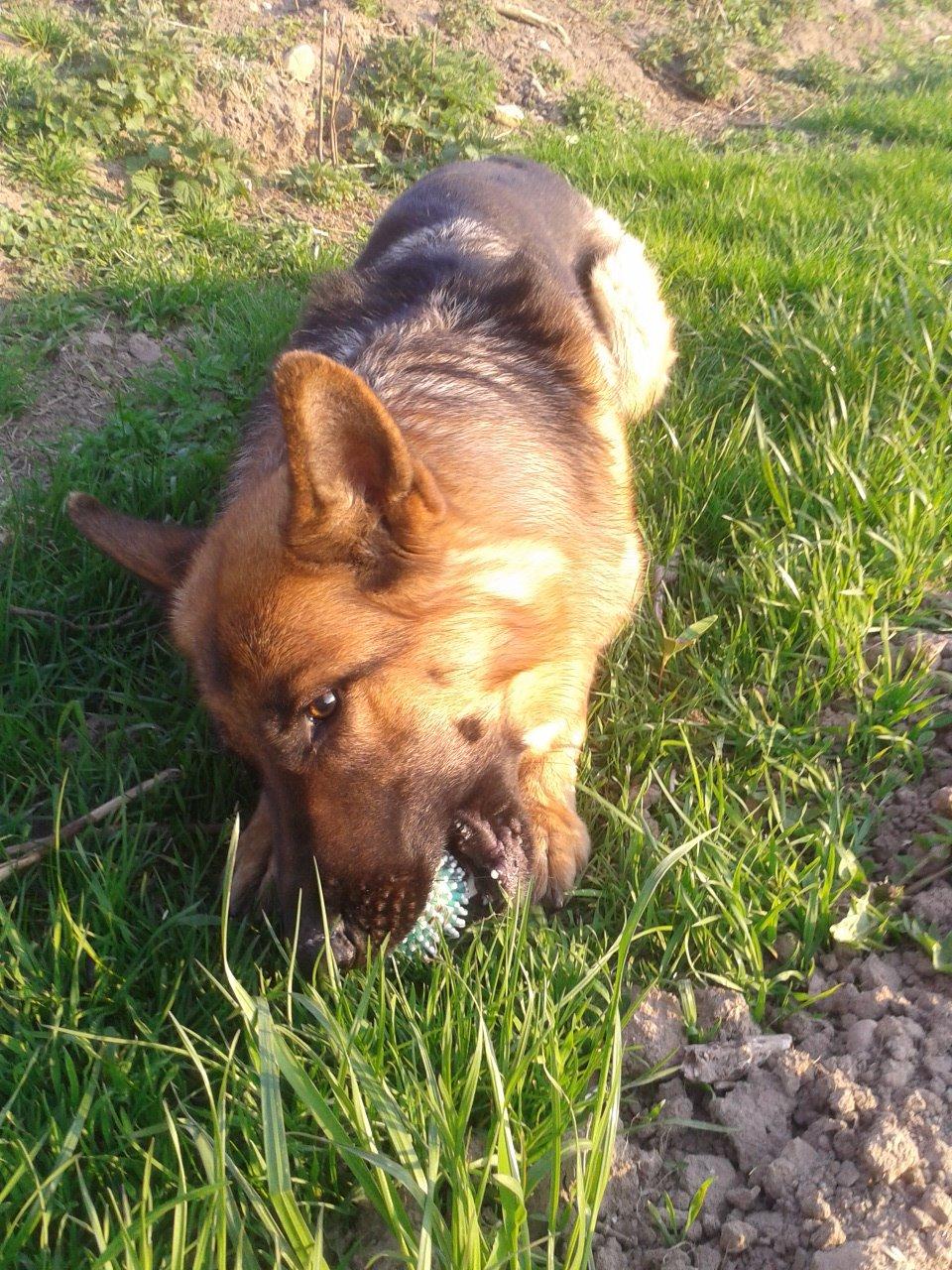 Schæferhund Ara - MIIIN BOLDT!!!! :D billede 11