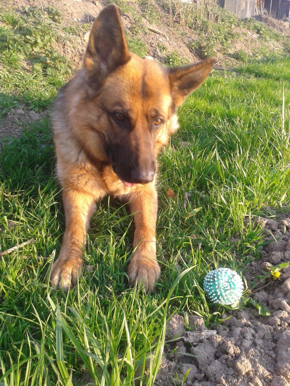 Schæferhund Ara - Vil du kaste den boldt eller hvad!? :O billede 12