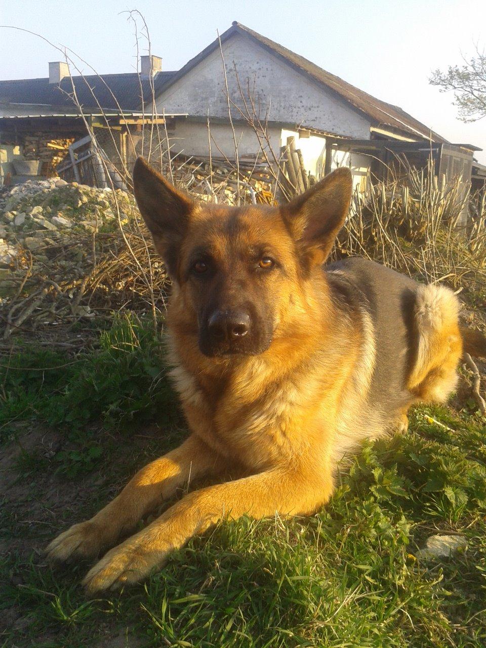Schæferhund Ara - Uha jeg ser tyk ud!! :O xD billede 13