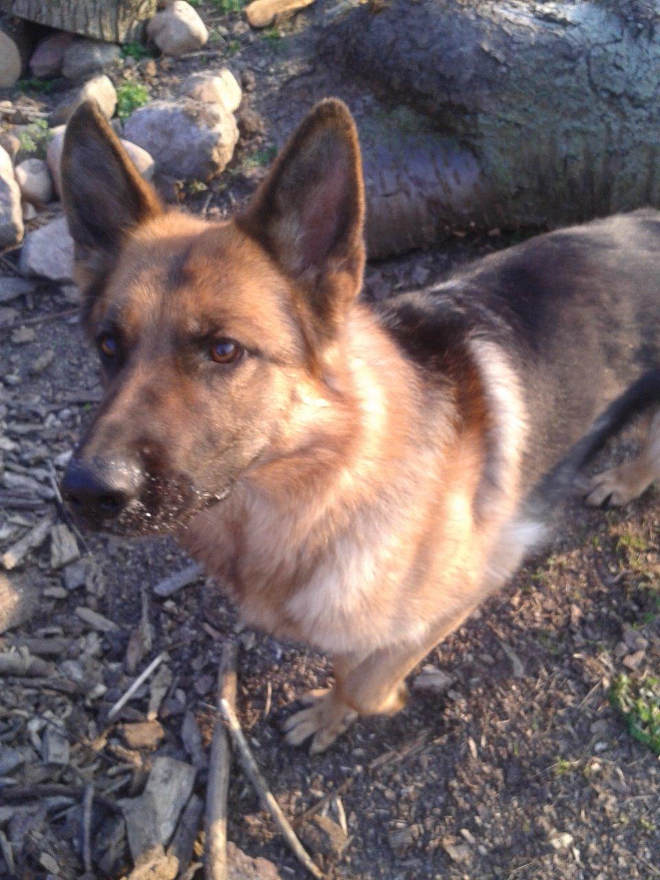 Schæferhund Ara - Sagde du noget?? :) billede 14