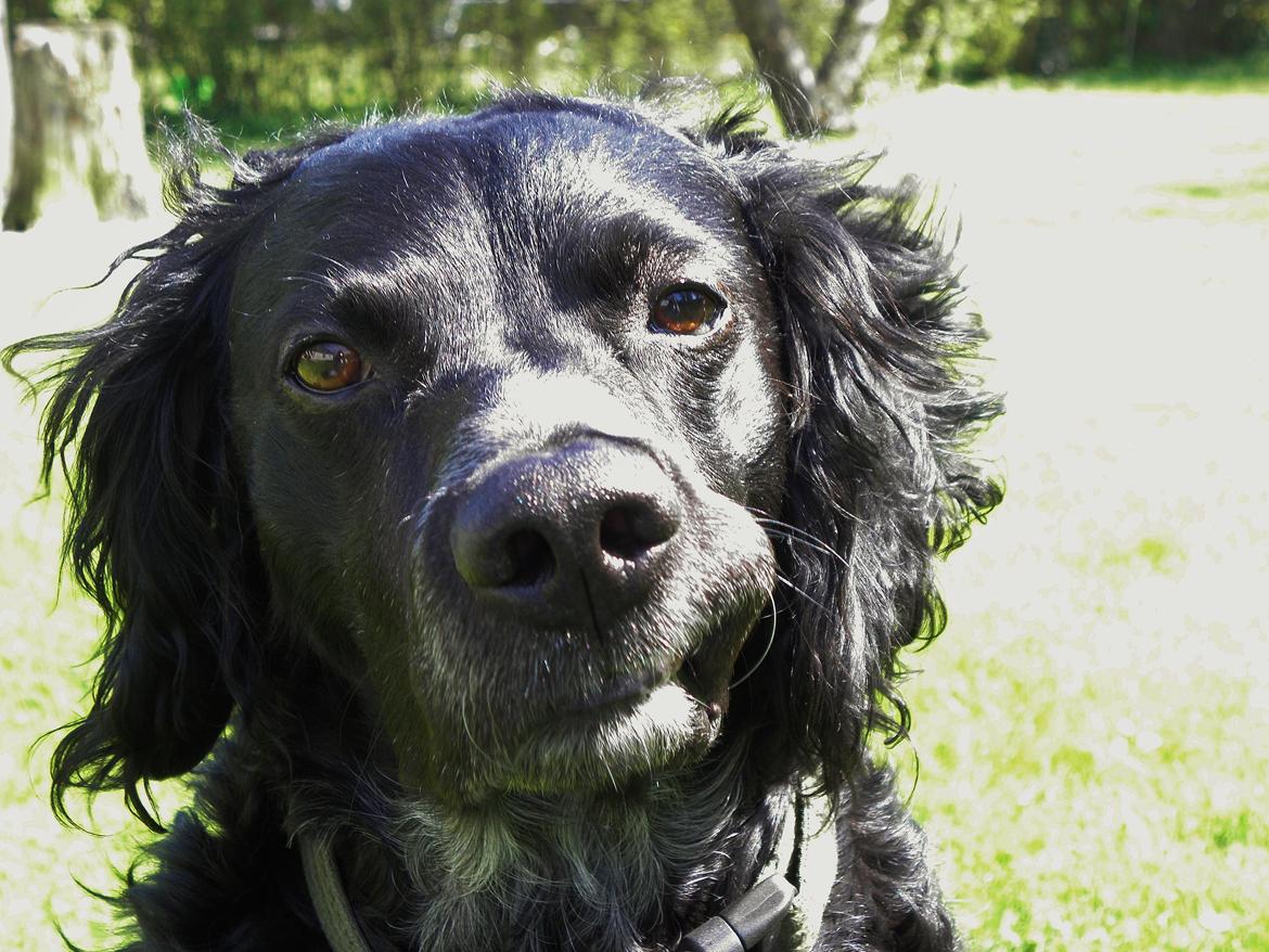 Breton Loke billede 19