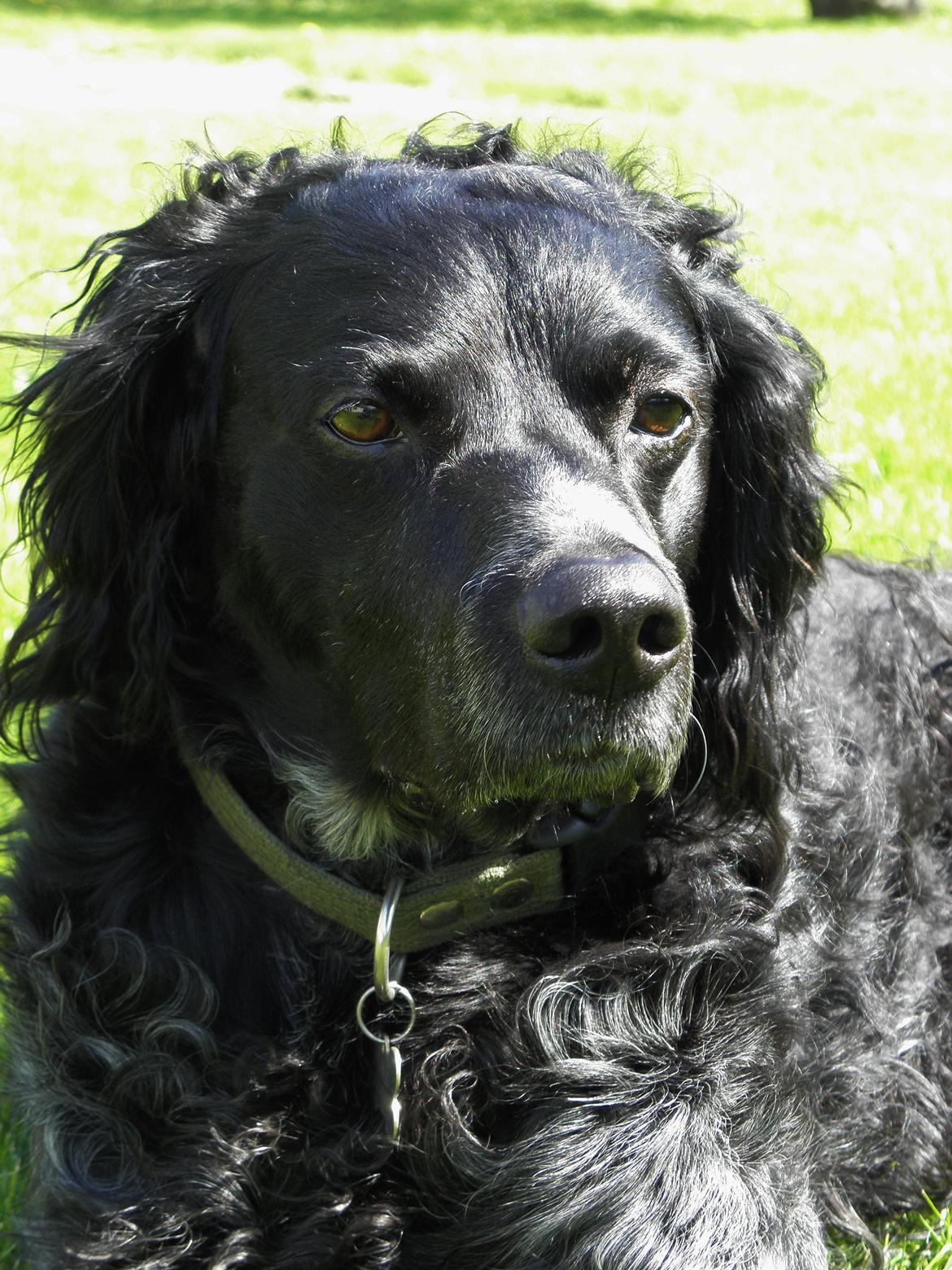 Breton Loke billede 12