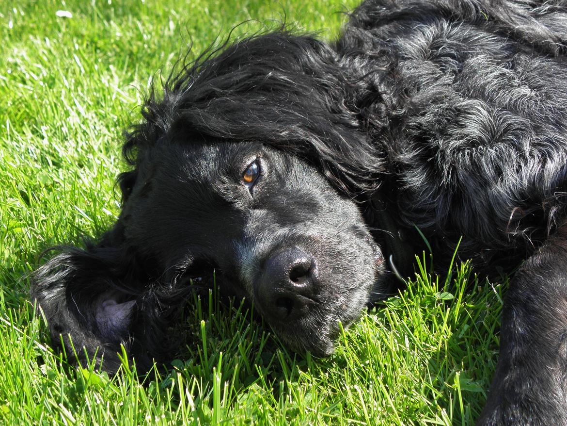 Breton Loke billede 6