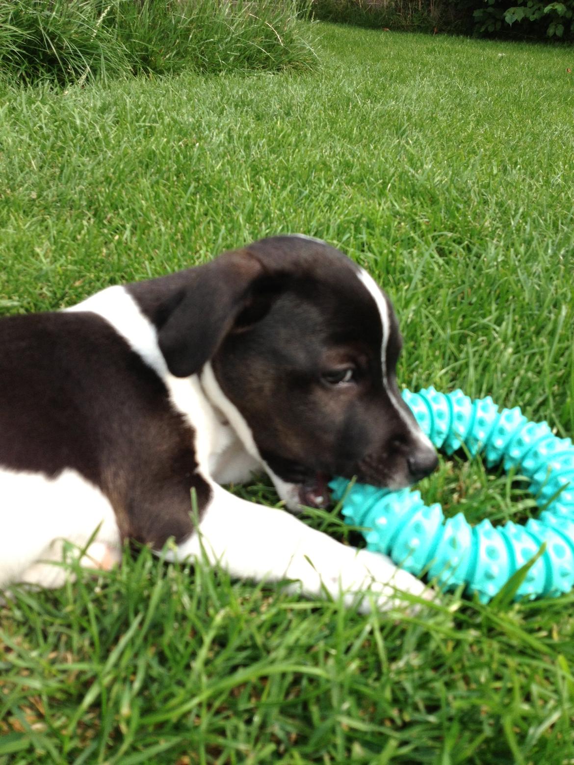 Jack russell terrier Thor billede 1