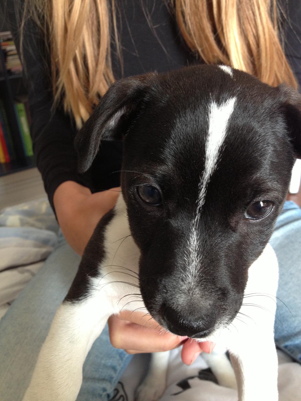 Jack russell terrier Thor billede 2