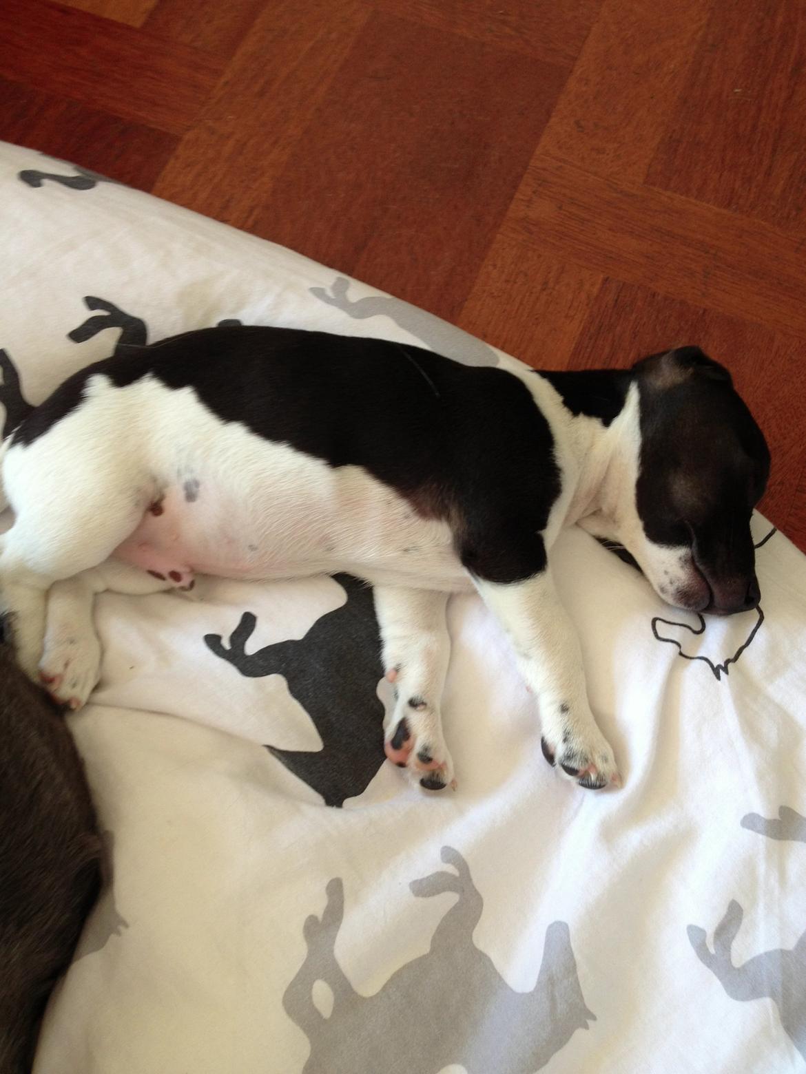 Jack russell terrier Thor billede 3