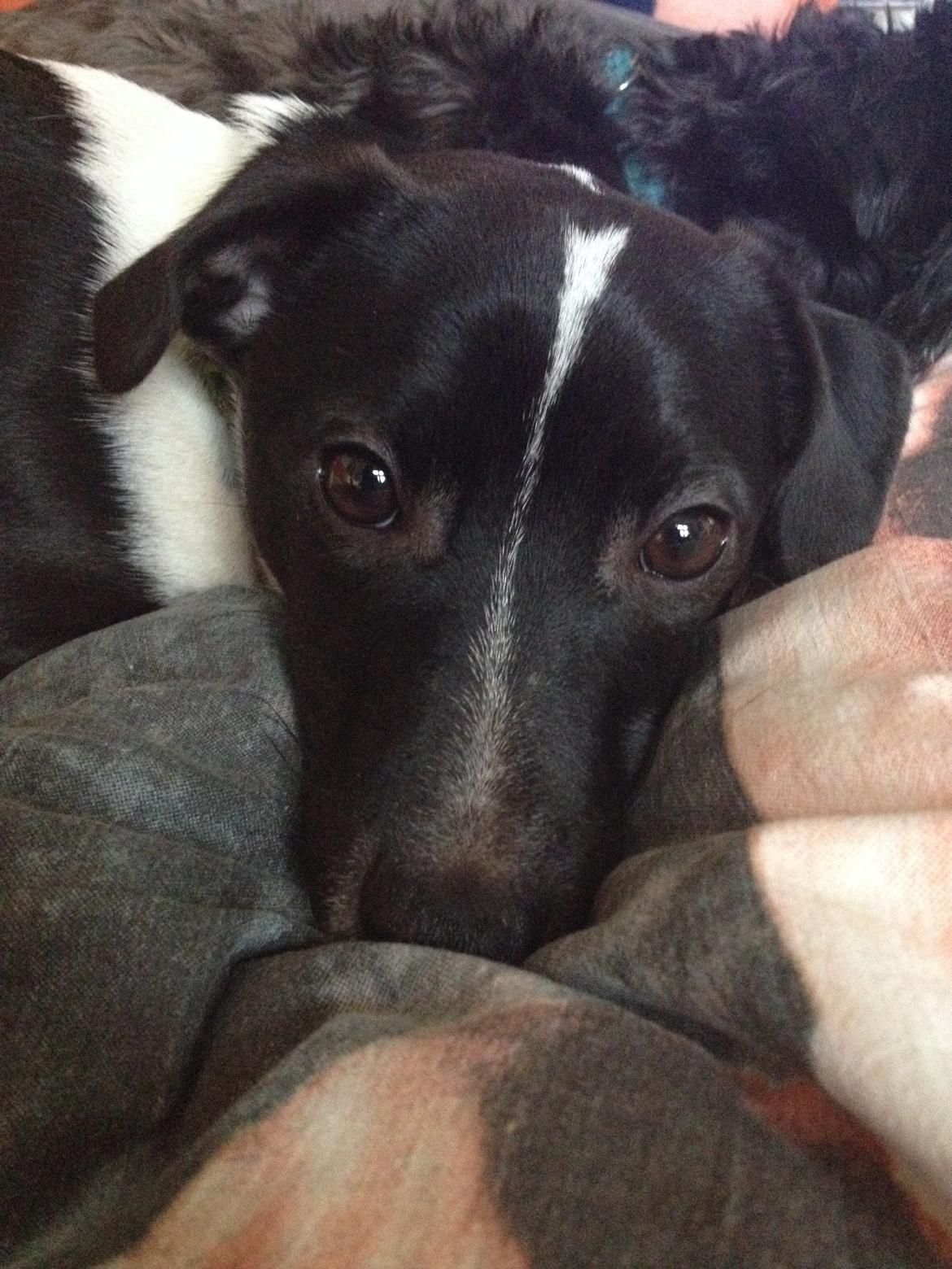 Jack russell terrier Thor billede 4