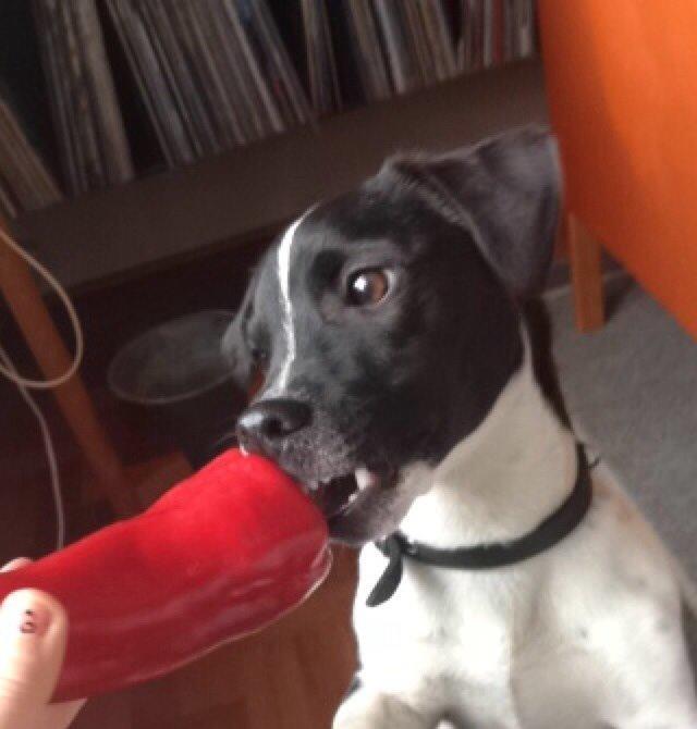 Jack russell terrier Thor billede 5