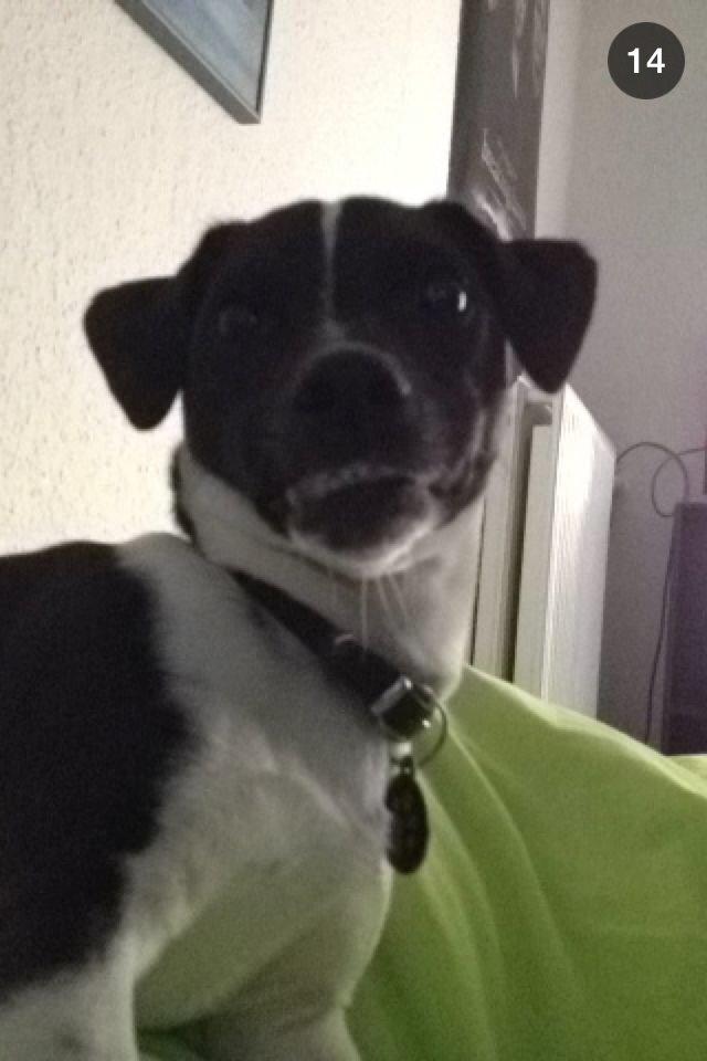 Jack russell terrier Thor billede 6