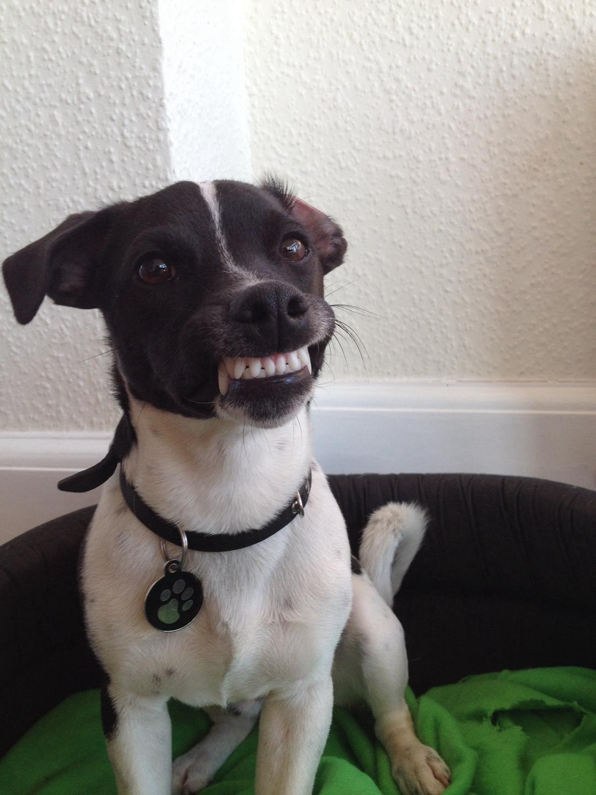 Jack russell terrier Thor billede 7
