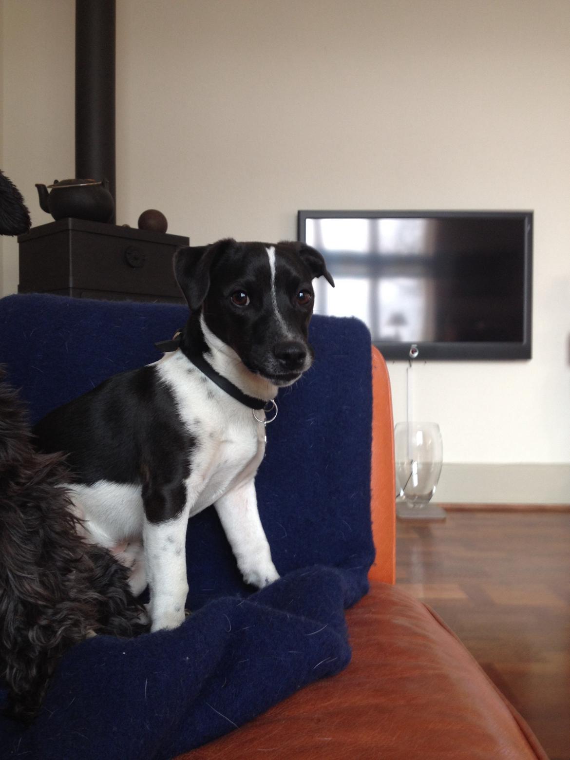 Jack russell terrier Thor billede 8