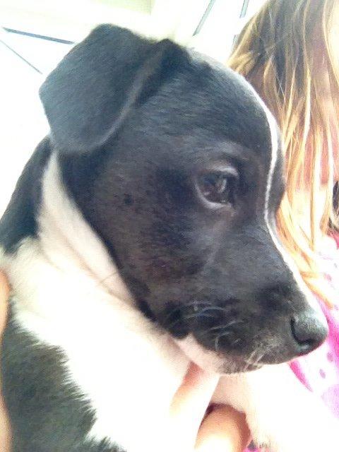 Jack russell terrier Thor billede 10