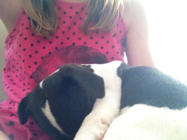 Jack russell terrier Thor billede 9