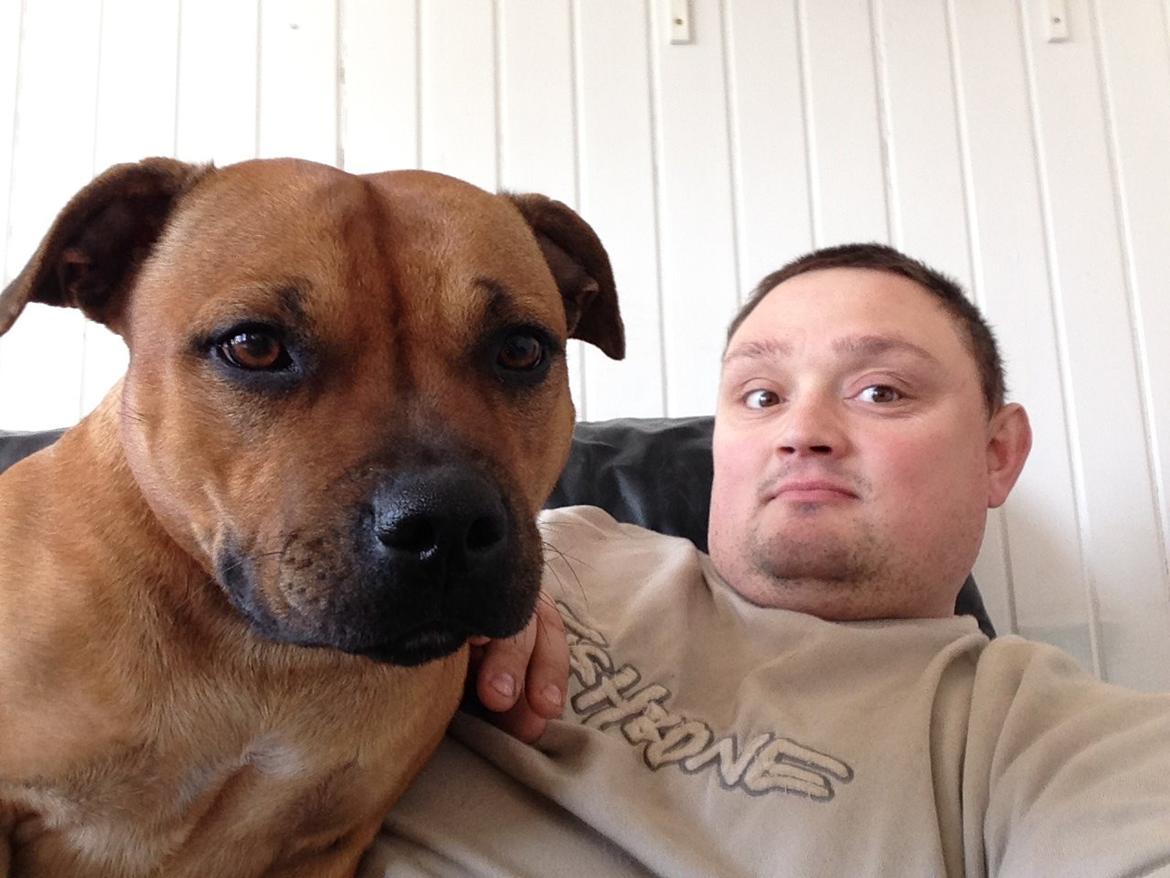 Staffordshire bull terrier nelly billede 1