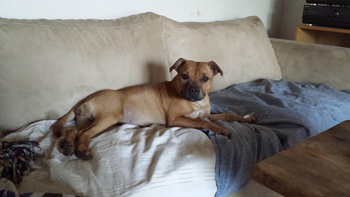 Staffordshire bull terrier nelly billede 3
