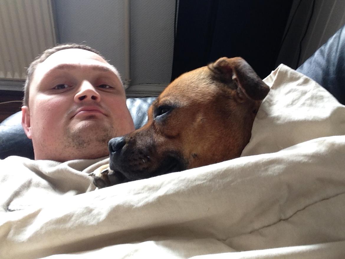 Staffordshire bull terrier nelly billede 4