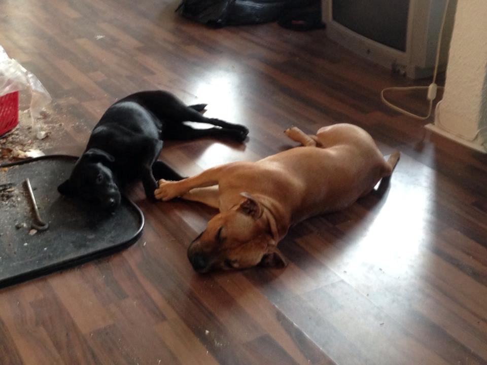 Staffordshire bull terrier nelly billede 21