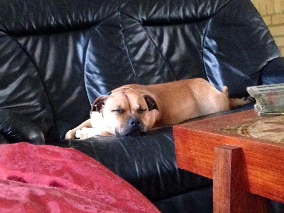 Staffordshire bull terrier nelly billede 22