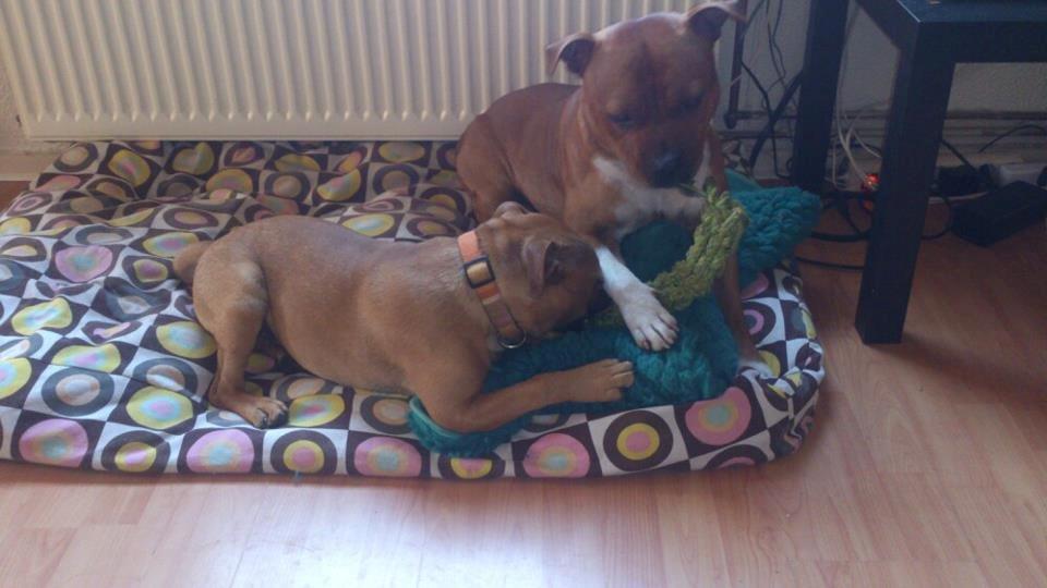 Staffordshire bull terrier nelly - nelly og hendes ven kenzo billede 6