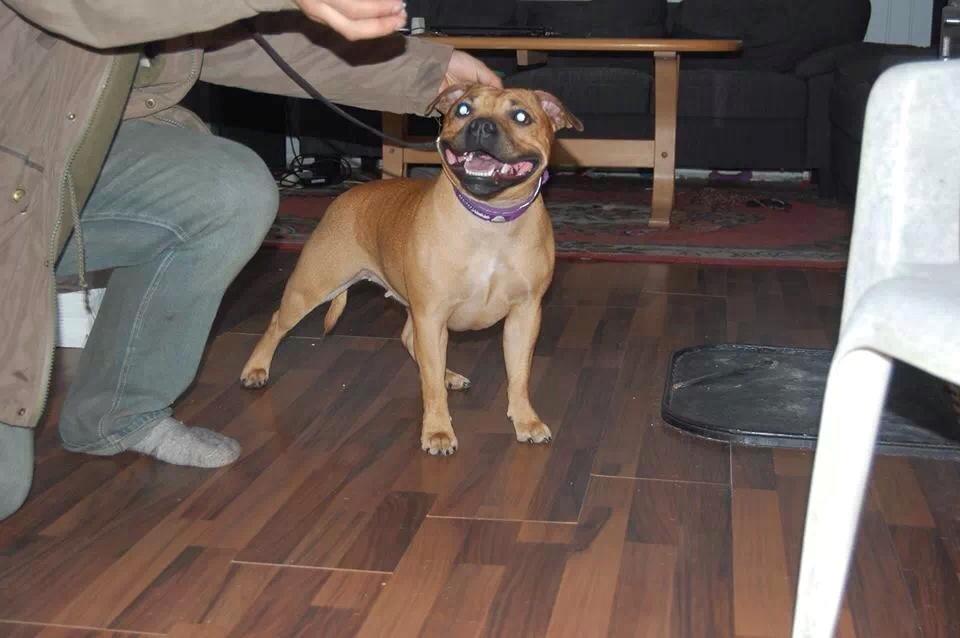 Staffordshire bull terrier nelly billede 5