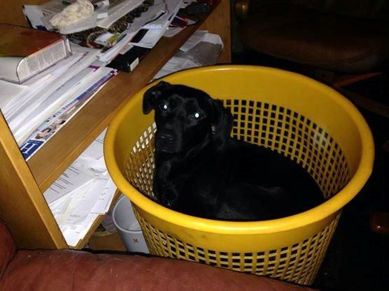 Blanding af racer molly billede 1