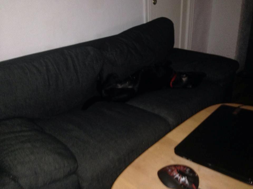 Blanding af racer molly billede 13