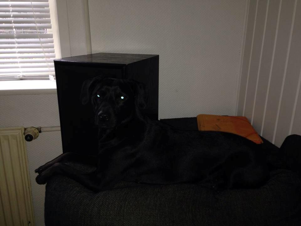 Blanding af racer molly billede 2