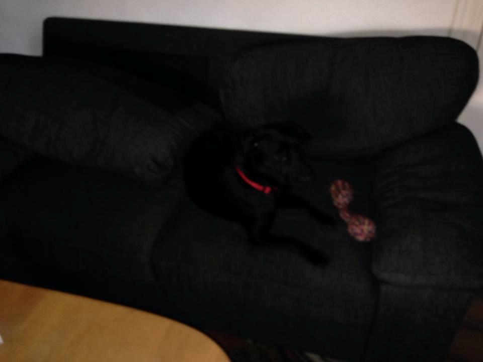 Blanding af racer molly billede 14