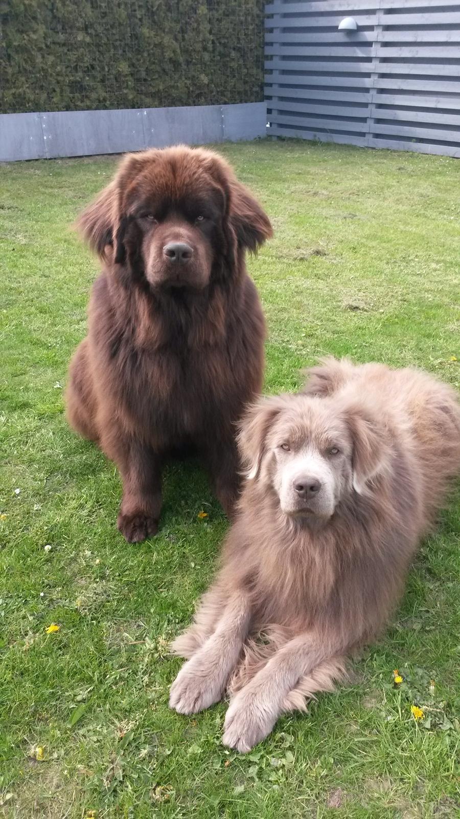 Newfoundlænder Vincent, Newetta's Just Vincent. billede 14