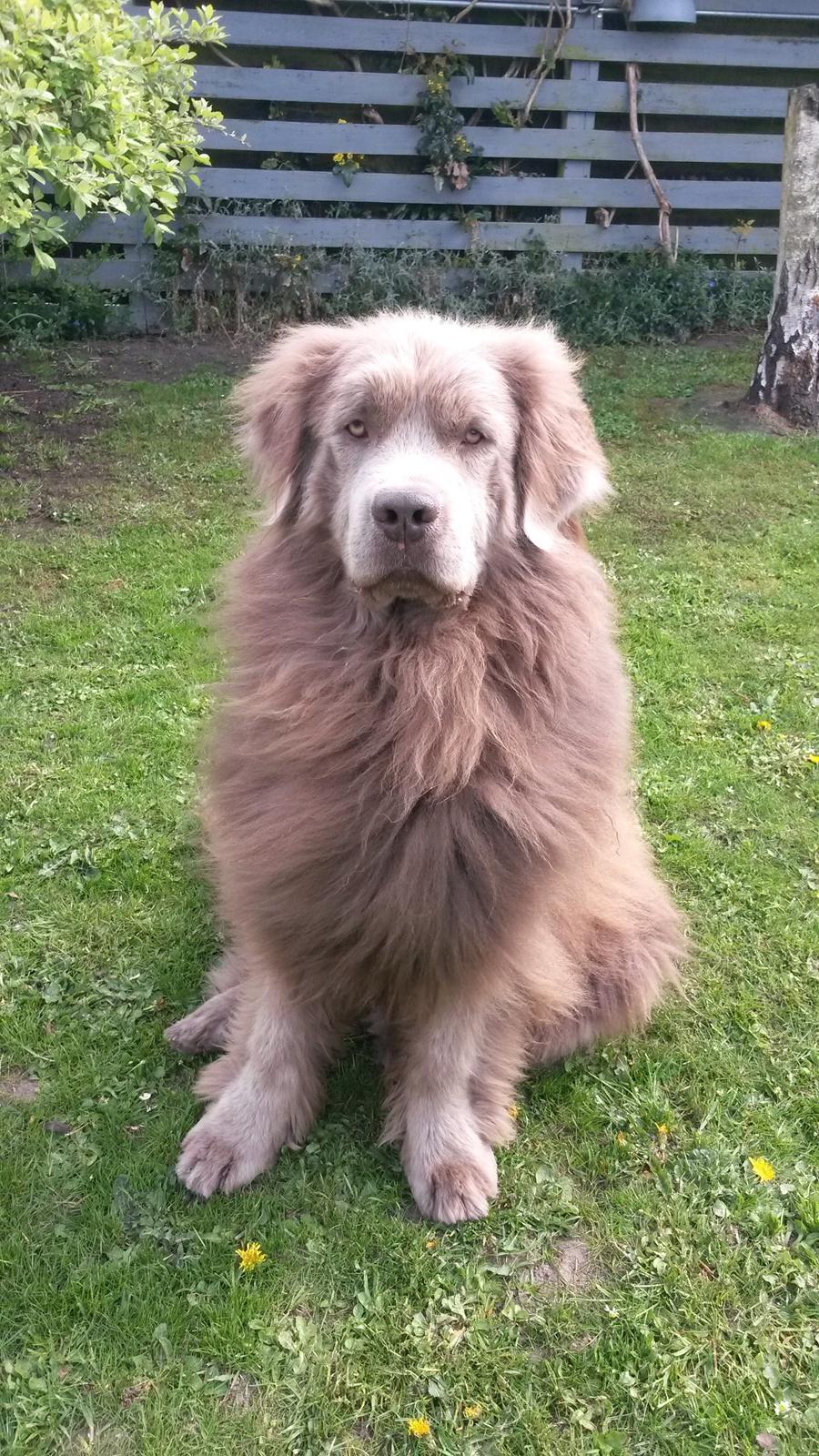 Newfoundlænder Vincent, Newetta's Just Vincent. billede 15