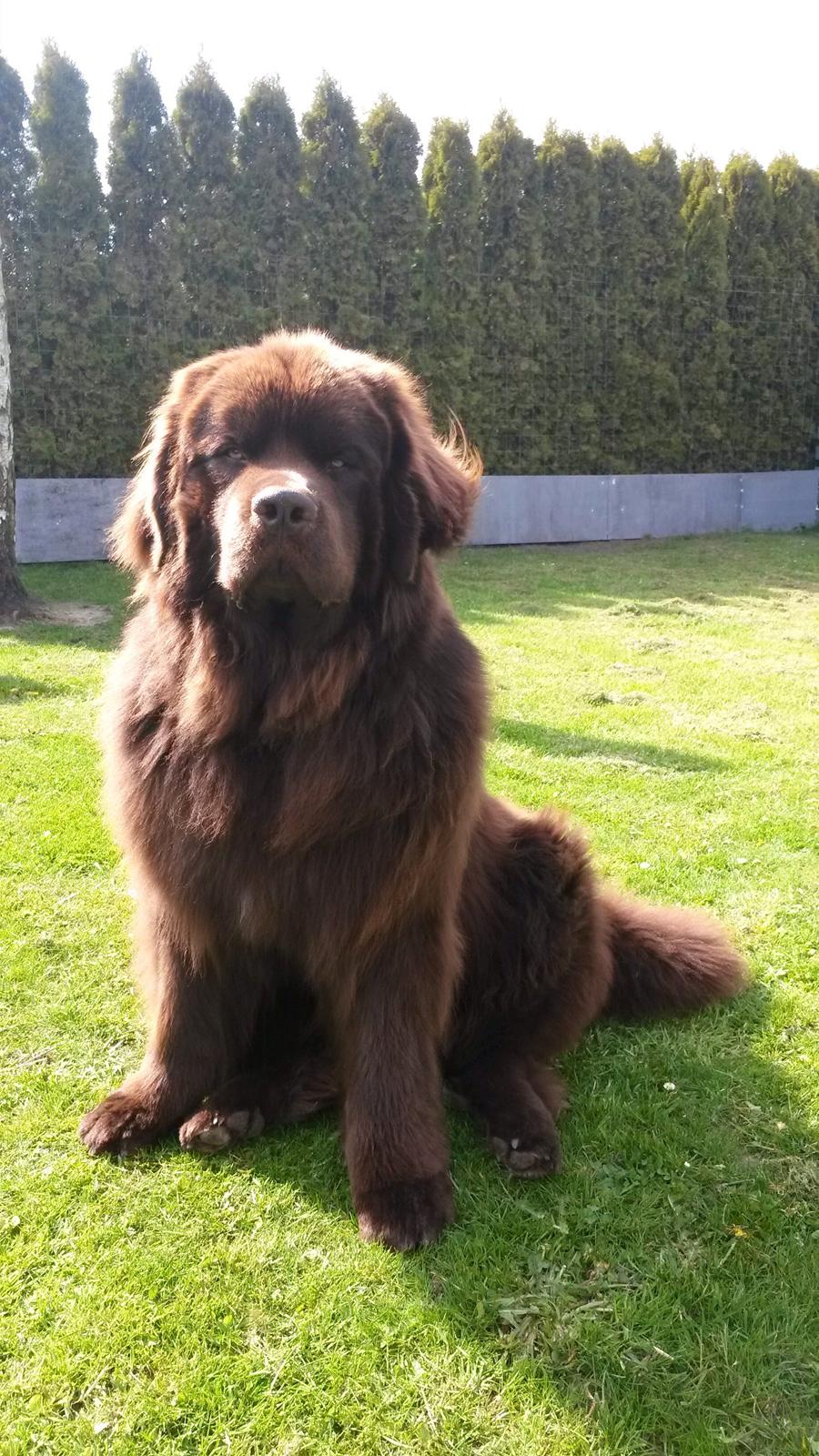 Newfoundlænder Baune, Newetta's Knockout in Brown billede 14