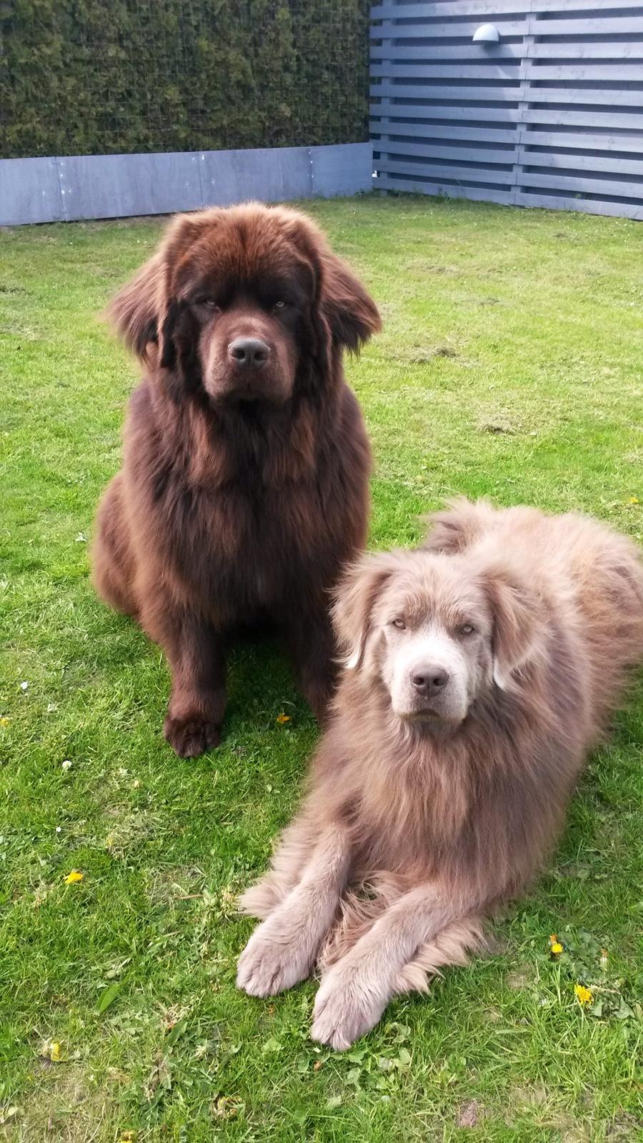 Newfoundlænder Baune, Newetta's Knockout in Brown billede 15