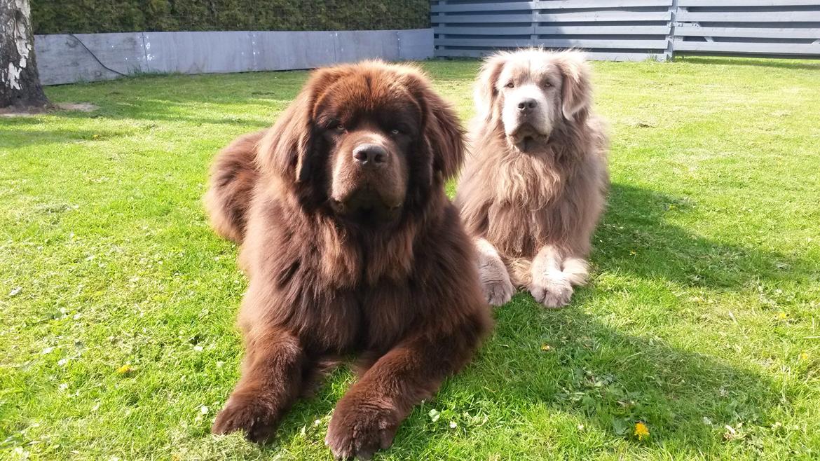 Newfoundlænder Baune, Newetta's Knockout in Brown billede 16