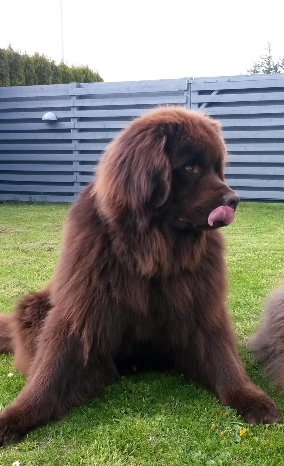 Newfoundlænder Baune, Newetta's Knockout in Brown billede 17